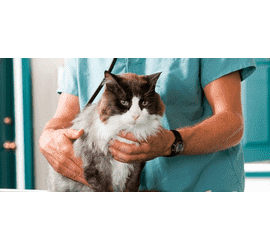Ветеринарні послуги терапія