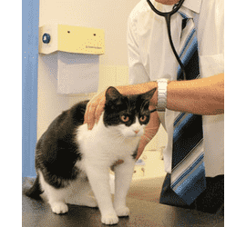 Клініка ветеринарної травматології