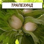 Сортовые саженцы ореха, фундука и плодовых из питомника - LvivMarket.net, Фото 1