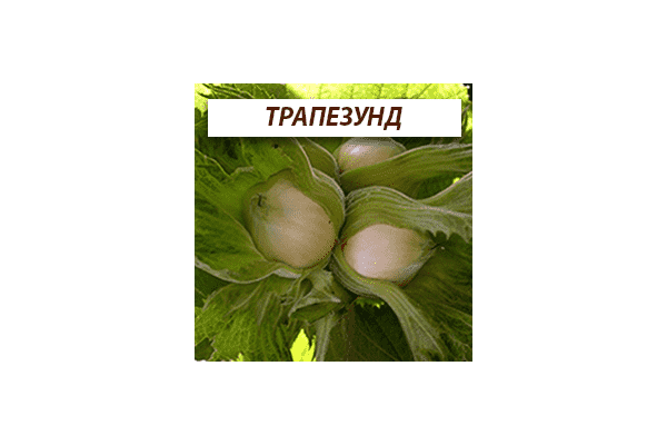 Сортовые саженцы ореха, фундука и плодовых из питомника - LvivMarket.net