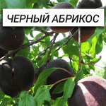 Сортовые саженцы ореха, фундука и плодовых из питомника - LvivMarket.net, Фото 3