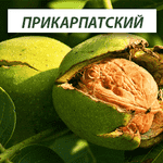 Сортовые саженцы ореха, фундука и плодовых из питомника - LvivMarket.net, Фото 2
