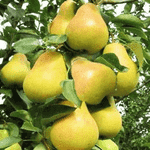 Сортовые саженцы ореха, фундука и плодовых из питомника - LvivMarket.net, Фото 4