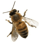 крем-бальзам Живокост з бджолиною отрутою - LvivMarket.net, Фото 2