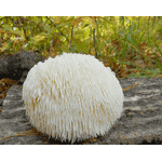 Їжовик гребінчастий. левова грива- нейромедіатор. 50 г - ЛьвівМаркет, Фото 3 Їжовик гребінчастий. левова грива- нейромедіатор. 50 г - LvivMarket.net, Фото 3