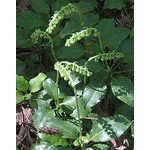 Натоянка борової матки,  250 мл - ЛьвівМаркет, Фото 2 Натоянка борової матки,  250 мл - LvivMarket.net, Фото 2