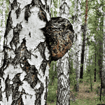 Чага, капсули по 300 мг № 140 у контейнері - ЛьвівМаркет, Фото 2 Чага, капсули по 300 мг № 140 у контейнері - LvivMarket.net, Фото 2