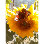 соняшникове білкове борошно - ЛьвівМаркет, Фото 1 соняшникове білкове борошно - LvivMarket.net, Фото 1