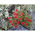 Настоянка червоної щітки,  250мл. - ЛьвівМаркет, Фото 3 Настоянка червоної щітки,  250мл. - LvivMarket.net, Фото 3