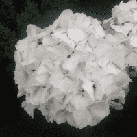 Hydrangea macrophylla Nymphe