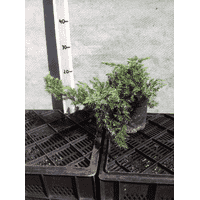 Juniperus horisontalis Shlager