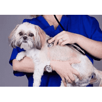 Діагностичні послуги ветеринара