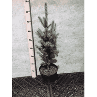 Picea pungens Iseli Fastigiata