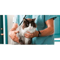 Ветеринарні послуги терапія
