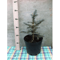 Picea pungens Bialobok