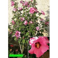 Hibiscus syriacus (в асорт.5 кольорів)