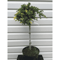 Juniperus conferta Variegata