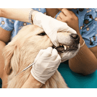 Лікування зубів тварин