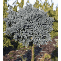 Juniperus squamata “Blue Star” Pa