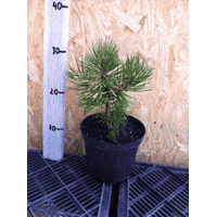 Pinus heldreichii Schmidtii