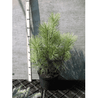 Pinus densiflora Oculus Draconis