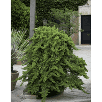 Juniperus procumbens Nana Ра
