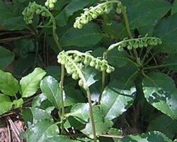 Натоянка борової матки, 250 мл Натоянка борової матки, 250 мл