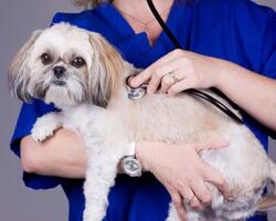 Діагностичні послуги ветеринара