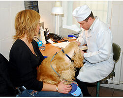 Ветеринарні послуги травматологія