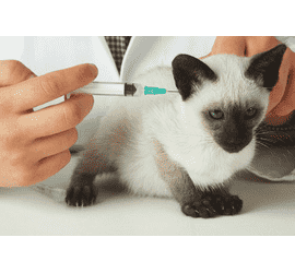 Профілактична вакцинація тварин