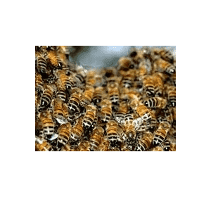 Гель на бджолиний підмор