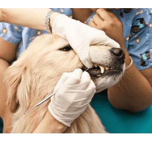 Лікування зубів тварин