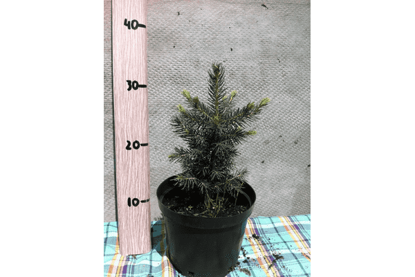Picea orientalis Aureospicata - LvivMarket.net