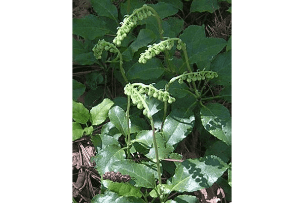 Натоянка борової матки,  250 мл - ЛьвівМаркет Натоянка борової матки,  250 мл - LvivMarket.net