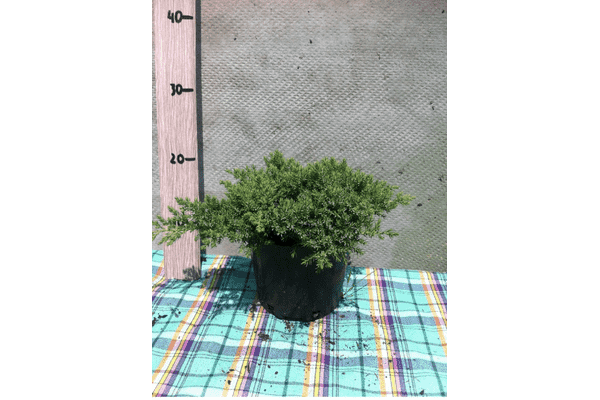 Juniperus procumbens Nana - LvivMarket.net