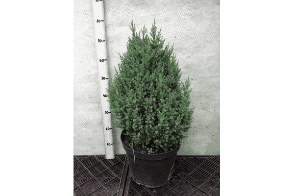 Juniperus chinensis Stricta - LvivMarket.net