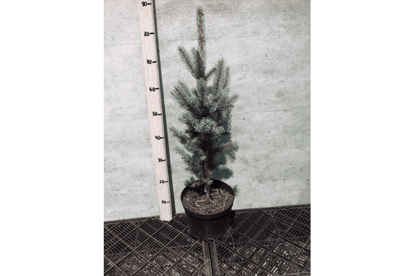 Picea pungens Iseli Fastigiata - LvivMarket.net