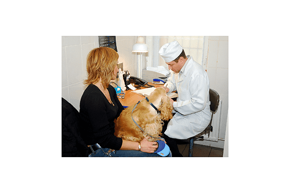 Ветеринарні послуги травматологія - LvivMarket.net