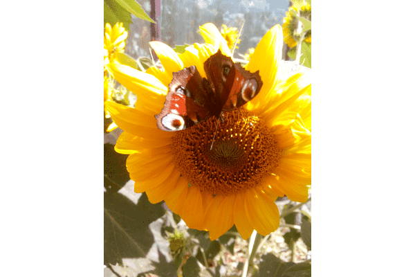 соняшникове білкове борошно - ЛьвівМаркет соняшникове білкове борошно - LvivMarket.net