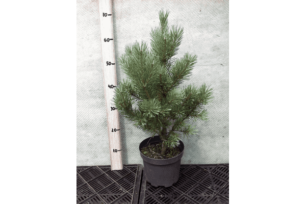 Pinus sylvestris Watereri - LvivMarket.net