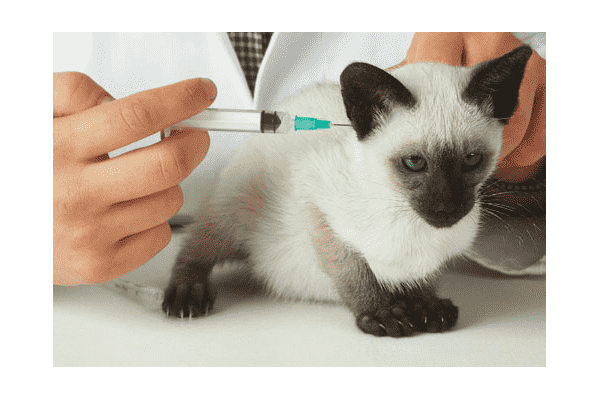 Профілактична вакцинація тварин - LvivMarket.net