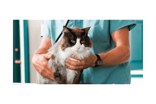Ветеринарні послуги терапія - LvivMarket.net