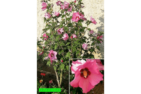 Hibiscus syriacus (в асорт.5 кольорів) - LvivMarket.net