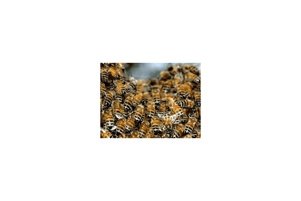 Гель на бджолиний підмор - LvivMarket.net