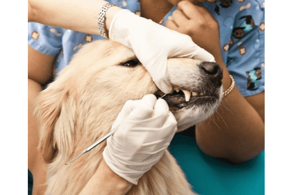 Лікування зубів тварин - LvivMarket.net
