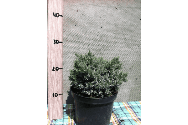Juniperus squamata Blue Star - LvivMarket.net