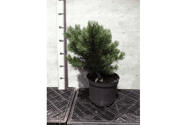 Pinus mugo Pumilio - LvivMarket.net