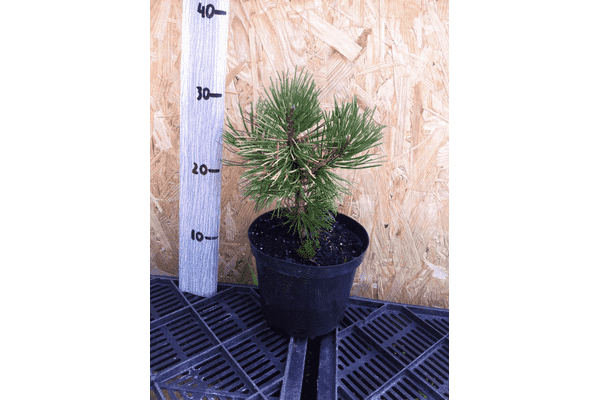 Pinus heldreichii Schmidtii - LvivMarket.net