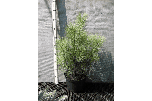 Pinus densiflora Oculus Draconis - LvivMarket.net